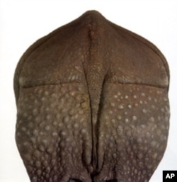 James Balog photographs a rhinoceroses in a stark white background to underscore its endangered status.