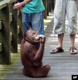 A young male orangutan in Sepilok Rehabilitation Center in Sandakan, Malaysia