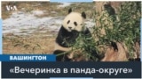 Дебют новых панд в зоопарке Вашингтона 