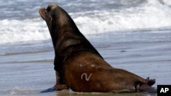 A California sea lion, designated #U253, heads towards the Pacific Ocean after being released in Newport, Oregon, March 14, 2018.