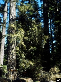 This photo of a Pacific Yew tree was taken in Mt. Hood, Oregon.