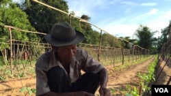 ​លោក​ ម៉ឺយ លី ជា​អ្នក​ដាំ​បន្លែ​ កំពុង​បង្ហាញ​ពី​របៀប​មើល​ដំណាំ​ដែល​រួញខូច​ខាត​ដោយ​សារ​ទឹក​សន្សើម​ នៅ​ក្នុង​ភូមិ​បាគង ​ឃុំ​បាគង ​ស្រុក​បាគង​ ខេត្ត​សៀមរាប​កាល​ពី​ថ្ងៃ​ទី​៤ ខែ​ធ្នូ ឆ្នាំ​២០១៥។ លោក​ថា​ ទឹក​ភ្លៀង​មិន​ទៀង​ទាត់​បាន​ធ្វើ​ឲ្យ​ដំណាំ​ជា​ច្រើន​ប្រភេទ​របស់​ លោក​ រួម​ទាំង​ត្រ​សក់​ផង​ ត្រូវ​ខូច​ខាត។​ (នូវ​ ពៅ​លក្ខិណា/VOA)