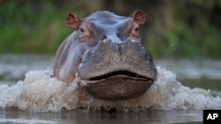 ARCHIVO - Un hipopótamo nada en el río Magdalena en Puerto Triunfo, Colombia, el 16 de febrero de 2022.