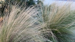 Jeff Lowenfels of the AP suggests that you can do some new things in your garden in 2022 to help your neighbors and the environment.