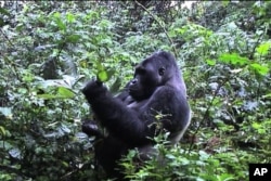 Gorillas on the Brink