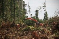 In this Nov. 27, 2011 photo, a machine clears a forest in Nagan Raya, Aceh province, Indonesia to convert it into a palm oil plantation.