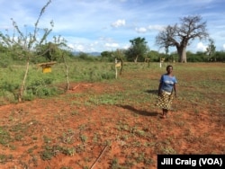 FILE - Charity Mwangome walks along the beehive fence she has built at her farm to help protect her crops from elephants, in Taita-Taveta area, Kenya, April 19, 2016.