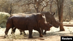 Rhinos with cut horns on a farm owned by Dawie Groenewald, who, along with two veterinary surgeons, is accused of rhino poaching, Musina, Limpopo province, South Africa, May 9, 2012.