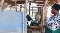 Malawi women make banana wine to fight climate change 