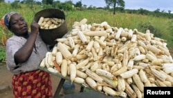 FILE - A subsistence farmer stacks her crop of maize in Chivi, southeast of the capital Harare, Zimbabwe, April 1, 2012. 