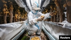FILE - A worker wearing a protective suit harvests potato tubers at a greenhouse in Yakeshi, Inner Mongolia, China, June 16, 2024. 