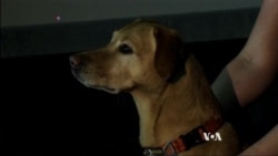 Dogs Recognize Human Emotions on Our Faces