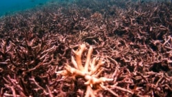 Quiz - First Lab Reproduction of Coral Offers New Hope for Threatened Sea Life