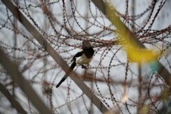 FILE - A bird sits on a barbed-wire fence near the Demilitarized Zone separating the two Koreas in Paju, South Korea, June 16, 2020.