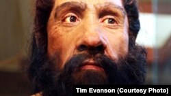 FILE - A model of an adult Neanderthal male head and shoulders by artist John Gurche on display in the Hall of Human Origins in the Smithsonian Museum of Natural History in Washington, D.C.