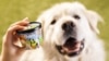 Doggie Desserts: Ben & Jerry's Enters the Pet Food Business