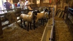 Peternakan Hewan Kurban di AS