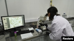 La técnica y coordinadora del proyecto Y-Algae, Sara Medina, observa bajo un microscopio una muestra de una microalga nativa, en los laboratorios Y-TEC en La Plata, en las afueras de Buenos Aires, Argentina, 30 de abril de 2024.