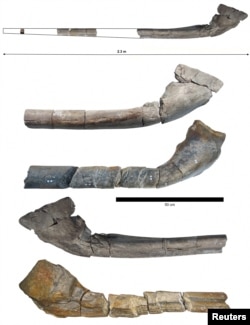 The nearly complete fossilized jawbone of Ichthyotitan severnensis is displayed along with a comparison with a fossilized bone (middle and bottom) found by Paul de la Salle in this handout picture obtained by Reuters on April 16, 2024. (Dr. Dean Lomax/Handout via REUTERS)