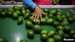 A worker sorts avocados at a farm factory in Nelspruit in Mpumalanga province, about 51 miles (82 km) north of the Swaziland border, South Africa, June 14, 2018. 