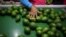A worker sorts avocados at a farm factory in Nelspruit in Mpumalanga province, about 51 miles (82 km) north of the Swaziland border, South Africa, June 14, 2018. 