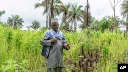 FILE Alhaji Aboubacar Kowa, imam and farming leader, poses for a photo in a rice field near the Sierra Leone village of Fanima, Sept. 25, 2024.