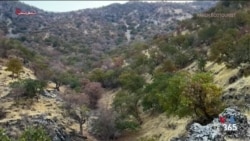 بی‌کفایتی مقامات جمهوری اسلامی جنگل‌های زاگرس را در معرض نابودی قرار داده است