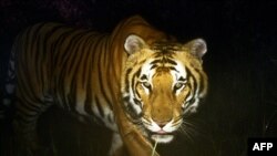 A Royal Bengal tiger walks in Bardiya National Park in southern Nepal, March 1, 2013. 