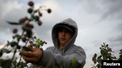 Un trabajador migrante mexicano recoge arándanos en una granja en Lake Wales, Florida, Estados Unidos. Marzo 31, 2020.