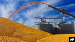 FILE - Central Illinois farmers deposit harvested corn on the ground outside a full grain elevator in Virginia, Ill., Sept. 23, 2015. If the corn is wet, storing on the ground can contribute to fungus.