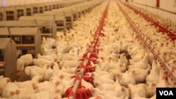 Limbah kotoran ayam bisa diubah menjadi bahan bakar biomassa padat yang mudah terbakar (foto: ilustrasi). 