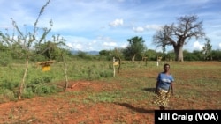 Researchers: Bees Help Kenyan Farmers Fend Off Elephants