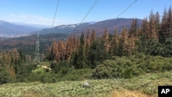 FILE - This photo shows patches of dead and dying trees near Cressman, Calif., June 6, 2016.