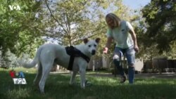 VOA Tek - نوآوری‌های دامپزشکی 