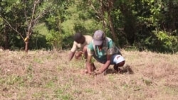 A Madagascar, une victoire climatique grâce au reboisement