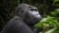 FILE - A Grauer's gorilla, or eastern lowland gorilla, is seen in the Kahuzi-Biega National Park in South Kivu, eastern Democratic Republic of Congo.