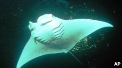 A female manta ray swims off shore Keauhou Bay, Hawaii (file photo).
