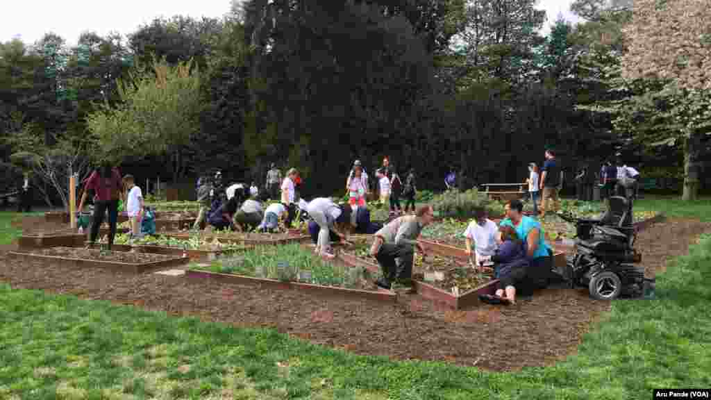 Students helping plant White House kitchen garden, April 15, 2015.