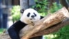 China to Send More Pandas to US, Jump-Starting New Era of 'Panda Diplomacy' 