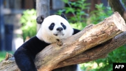 Seekor panda raksasa betina Mei Xiang beristirahat di kandangnya di Kebun Binatang Nasional di Washington, DC, 24 Agustus 2016. Panda raksasa tersebut melahirkan seekor bayi panda sucu pada 21 Agustus 2020. (Foto: AFP)