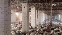 په کندز کې د چرګانو د خرڅلاو کمېدل د فارمونو مالکان اندیښمن کړي
