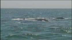 Great Whales Rebound as Marine Engineers