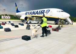 Security use a sniffer dog to check the luggage of passengers on the Ryanair plane, carrying opposition figure Raman Pratasevich, in Minsk International airport, May 23, 2021, in this photo provided by ONLINER.BY.