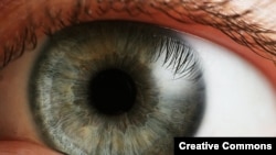 Scientists say they have taken a major step in reversing common forms of blindness.