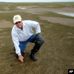 Northern Oyster Co. owner Brain Sheldon says his business has been devastated by Japanese eelgrass.