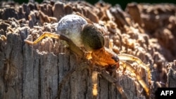 A female wolf spider carries its egg sac on a stump in a garden outside Moscow, July 2020.