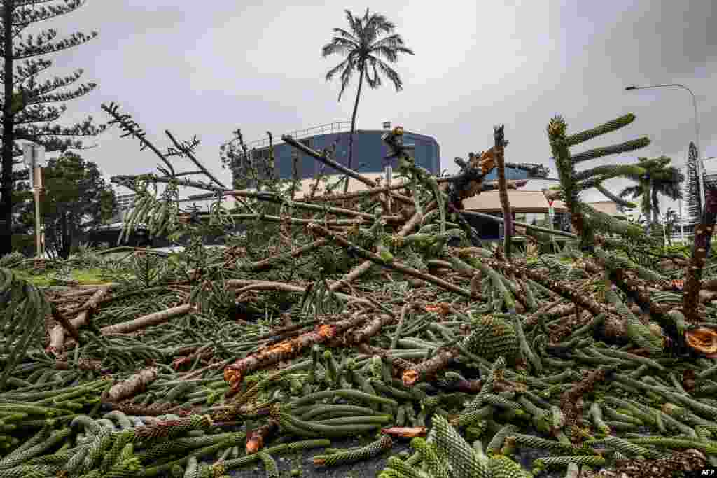 A fallen tree sits across a road after violent winds toppled power lines as Tropical Cyclone Alfred inched towards Australia&#39;s eastern coast, in Coolangatta.