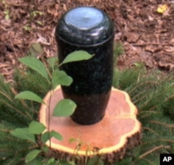 Ashes are buried at the base of trees in biodegradable urns made of corn starch.