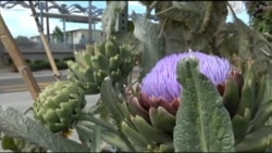 Серед жителів великих міст США популярності набуває міське городництво. Відео