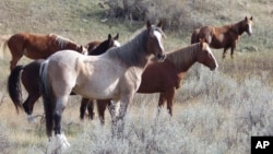 Wild horses stand in a group along a hiking trail in Theodore Roosevelt National Park on Oct. 21, 2023, near Medora, N.D. 
